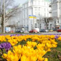 2270_1365 gelbe Krokusblueten in der Hamburger City. | Fruehlingsfotos aus der Hansestadt Hamburg; Vol. 2